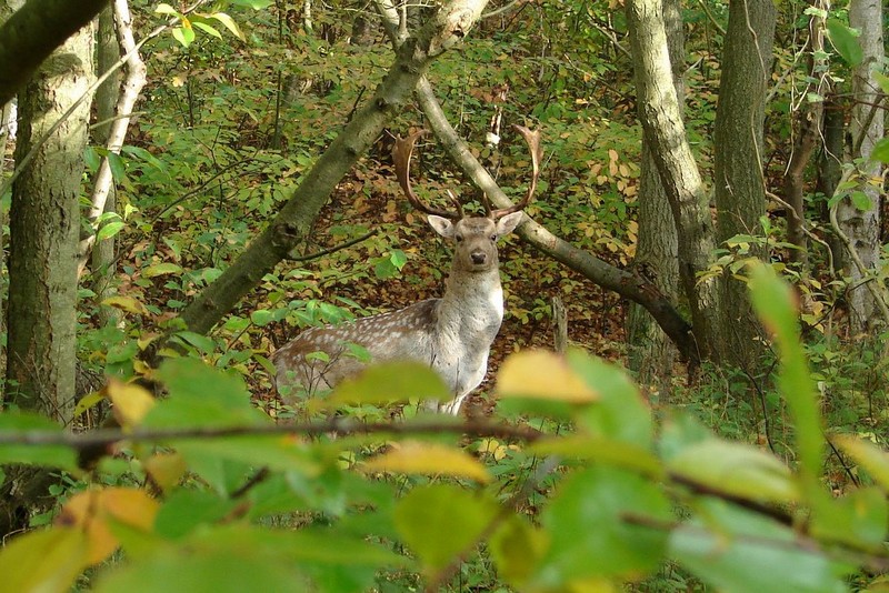 Damhirsch in den Wäldern von De Manteling