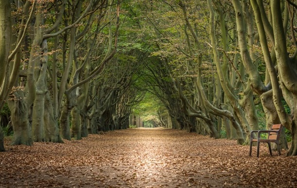 Buchenallee im Naturgebiet De Manteling