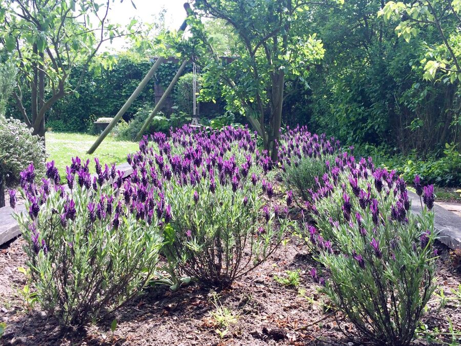 Geräumiger Garten