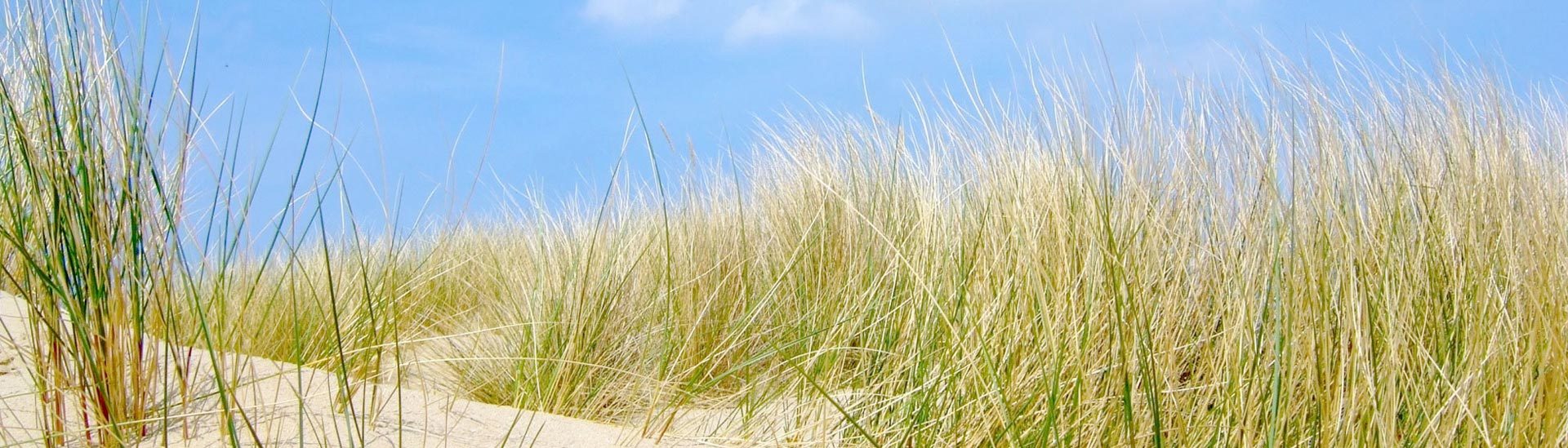 Strandhafer auf den Dünen bei Oostkapelle