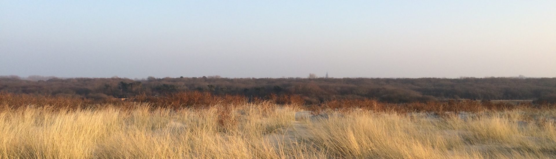 Dünenlandschaft hinter dem Strand